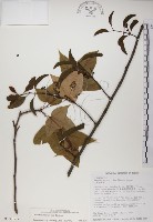 椆樹桑寄生, 大葉榿寄生藏品圖，第1張