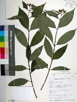 台北玉葉金花藏品圖，第1張