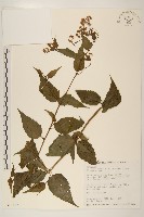 塔山澤蘭藏品圖，第1張