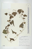 黑果馬交兒藏品圖，第1張