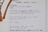 水鴨腳藏品圖，第2張