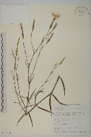 長萼瞿麥藏品圖，第1張