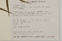 長萼瞿麥藏品圖，第2張