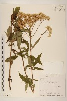 臺灣澤蘭藏品圖，第1張