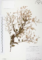 臺灣何首烏藏品圖，第1張