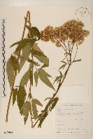 臺灣澤蘭藏品圖，第1張