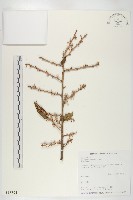 鄧氏胡頹子藏品圖，第1張