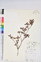 台灣高山杜鵑藏品圖，第1張