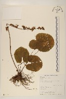 高山橐吾藏品圖，第1張