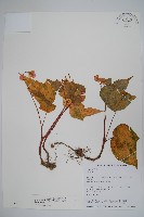 岩生秋海棠藏品圖，第1張