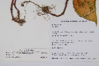 岩生秋海棠藏品圖，第2張