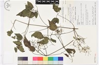 串鼻龍藏品圖，第1張