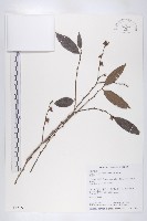 軟毛柿藏品圖，第1張