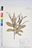 子彈石櫟、柯藏品圖，第1張