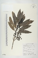 耿氏虎皮楠藏品圖，第1張