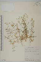 玉山卷耳藏品圖，第1張