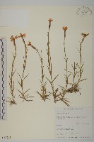 玉山石竹藏品圖，第1張