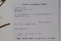 阿里山忍冬、漸尖葉忍冬藏品圖，第2張