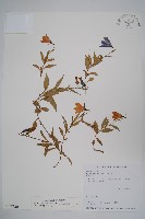 玉山沙參藏品圖，第1張