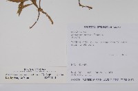 玉山沙參藏品圖，第2張