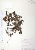 玉山水苦賈藏品圖，第1張