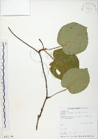 臺灣羊桃藏品圖，第1張