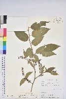 南燭藏品圖，第1張