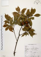 油葉石櫟藏品圖，第1張