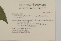 大頭艾納香藏品圖，第2張