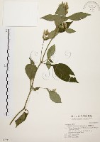 臺灣鱗球花藏品圖，第1張