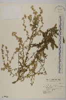 裂葉艾納香藏品圖，第1張