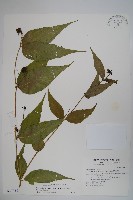 台灣土黨參藏品圖，第1張