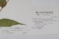 台灣土黨參藏品圖，第2張