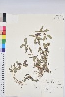 飛揚草藏品圖，第1張