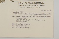 石胡荽、吐金草藏品圖，第2張