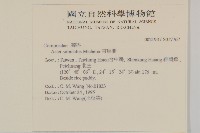 掃帚菊藏品圖，第2張