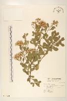 鯽魚膽、闊苞菊藏品圖，第1張