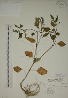 燈籠草藏品圖，第1張