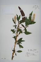 青葙藏品圖，第1張