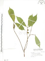 天仙果、臺灣榕藏品圖，第1張