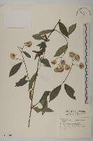 大頭艾納香藏品圖，第1張