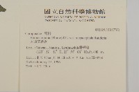 大頭艾納香藏品圖，第2張