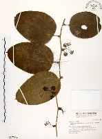 糙莖菝契藏品圖，第1張