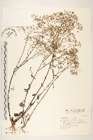 一枝香藏品圖，第1張