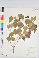 烏臼藏品圖，第1張