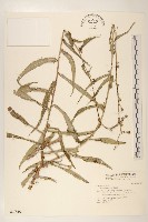 山萵苣藏品圖，第1張