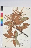 火燒柯、栲樹藏品圖，第1張