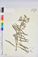 臺灣大戟藏品圖，第1張