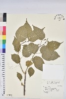 巴豆藏品圖，第1張