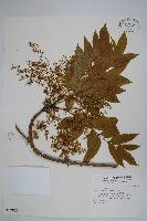 木蠟樹、山漆藏品圖，第1張